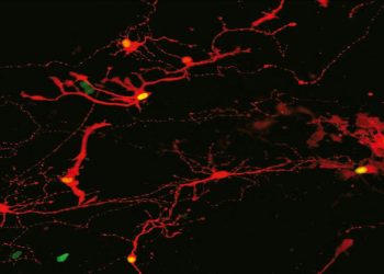 Las células retinianas cultivadas en laboratorio pueden abrir la puerta a la restauración de la visión