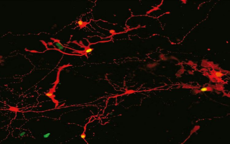 Las células retinianas cultivadas en laboratorio pueden abrir la puerta a la restauración de la visión